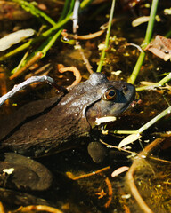 frog in the pond