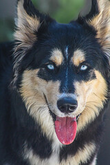 El perro de los ojos azules