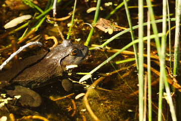 bull frog swimming in a pond