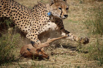 Action shot of a cheetah catching a young impala
