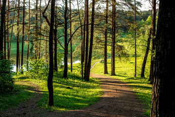 Forest around the Seskines Os (Seskines Ozas), glacial period  gravel ridge in Vilnius, Lithuania