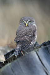 Eurasian scops owl (Otus scops) beautiful little owl sits on a broken branch. Beautifully masks in the heather.