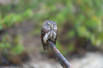 Eurasian scops owl (Otus scops) beautiful little owl sits on a broken branch. Beautifully masks in the heather.
