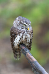 Eurasian scops owl (Otus scops) beautiful little owl sits on a broken branch. Beautifully masks in the heather.