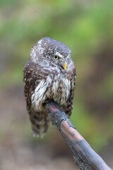 Eurasian scops owl (Otus scops) beautiful little owl sits on a broken branch. Beautifully masks in the heather.