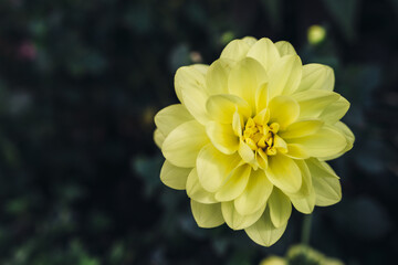 Summer blossom flower. Nature scene with blooming flowers