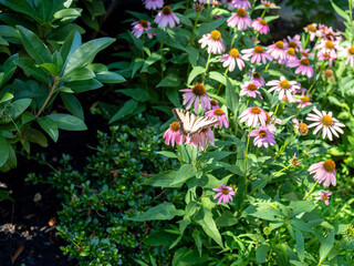 Monarch butterfly on pink daisy flowers in the garden