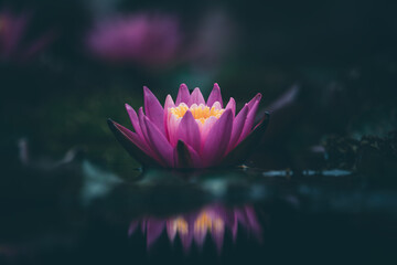 Lotus flower floating on the pond