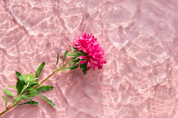 Pink Chrysanthemum flower on water surface with ripples and sunlight reflections. Beauty spa,...
