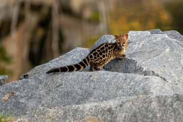 Large-spotted genet (Genetta tigrina) in natural habitat, South Africa