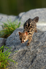 Large-spotted genet (Genetta tigrina) in natural habitat, South Africa