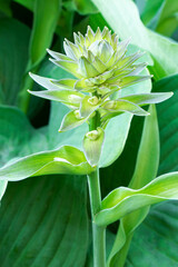 Obraz premium Flower of hosta. Blooming hosta. Gardening.Green leaves of hosta. Vertical orientation