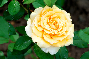 Yellow rose. Blooming rose. Gardening Yellow roses. Flowers in garden