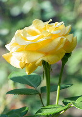 Yellow rose. Blooming rose. Gardening Yellow roses. Flowers in garden