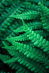 Natural green background with fern leaves. Juicy and fresh fern foliage pattern. Plant texture,...