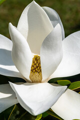 Detail einer Magnolien Blüte vor grünen Hintergrund © Knipsersiggi