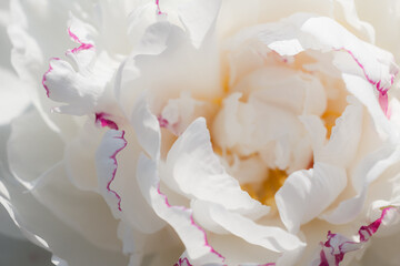 White peony flower close up
