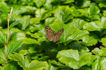 Speckled Wood Butterfly (Pararge aegeria) perched on green leaf in Zurich, Switzerland