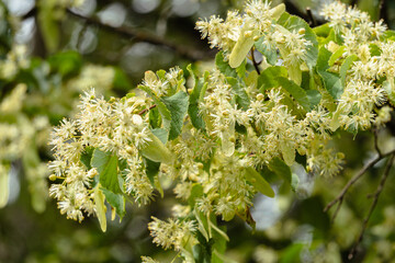 close up of a blooming linden tree (lime-tree)