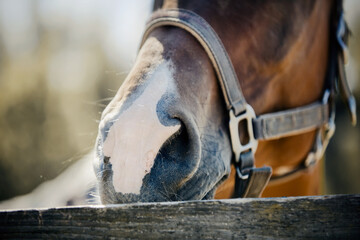 The nose of horse in halter in the paddock. Horse muzzle close up