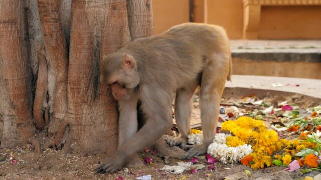 monkey, indian monkey, monkey eating fruits garbage, indian streets, monkeys on indian street