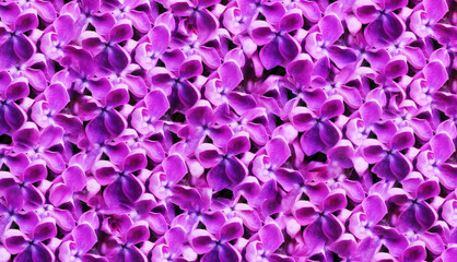 Seamless pattern from vibrant pink lilac flowers in spring