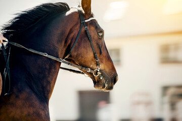 Portrait of a sports horse in the bridle in the arena.