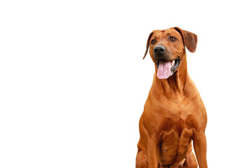 Big brown dog with tongue out isolated on white background. Rhodesian ridgeback.