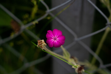 Pink flower