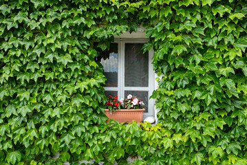 Building window surrounded by ivy plant