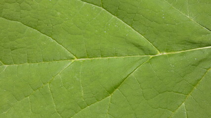 Obraz premium Green leaf of a catalpa tree.