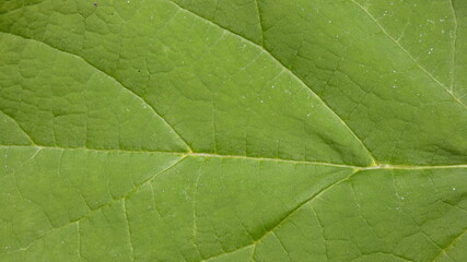 Fototapeta na wymiar Green leaf of a catalpa tree.