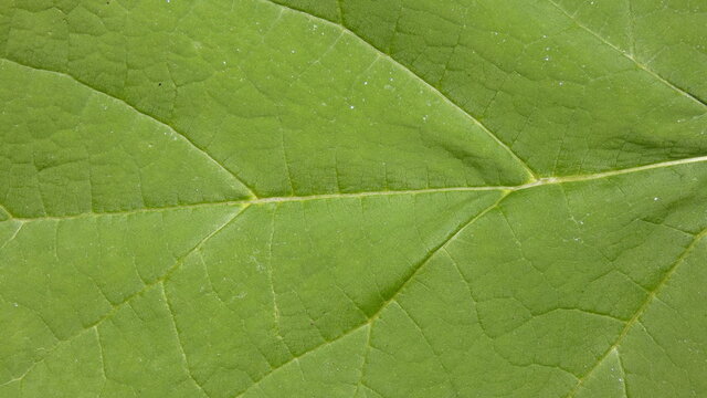 Green leaf of a catalpa tree.