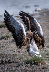 Adult Grey Geese (Anser anser) In National Park Neusiedler See In Austria