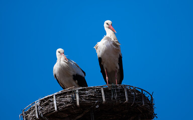Couple Of White Stork (Ciconia ciconia) in Rooftop Nest