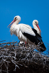 Couple Of White Stork (Ciconia ciconia) in Rooftop Nest