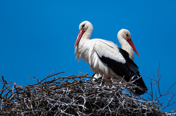 Couple Of White Stork (Ciconia ciconia) in Rooftop Nest
