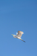 La garza está volando