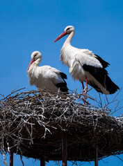 Couple Of White Stork (Ciconia ciconia) in Rooftop Nest