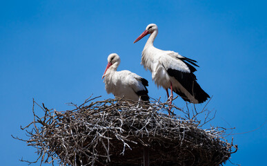 Couple Of White Stork (Ciconia ciconia) in Rooftop Nest