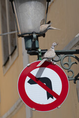 Road Sign And Wood Pidgeons Building Nest in Old Street Lantern