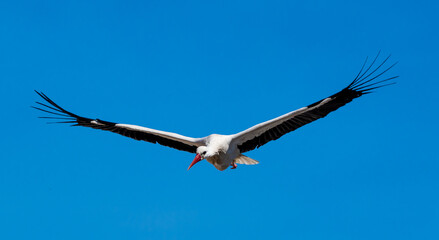 White Stork (Ciconia cicona) flies With Widespread Wings