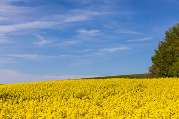 Fototapeta premium Rapsblüte 2