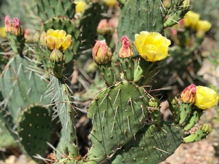 Beautiful cactus with flowers in summer season in Colorado.