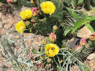Beautiful cactus with flowers in summer season in Colorado.