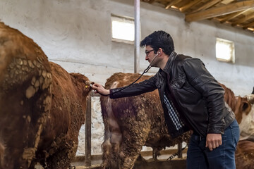 Male doctor checking the heartbeat of cows in a milk factory