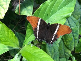 Awesome Butterflies inside tropical climate in butterfly pavillion.