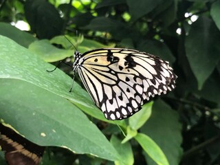 Awesome Butterflies inside tropical climate in butterfly pavillion.