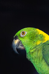 El rostro de una lora