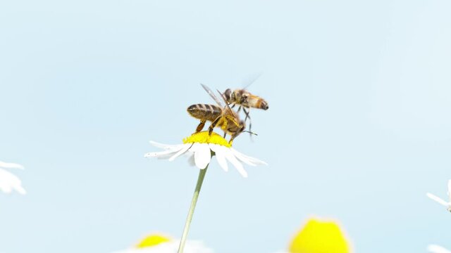 Flying bee gathering pollen from daisy flower being attacked by wasp.